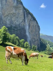 Switzerland waterfall and cows in grass