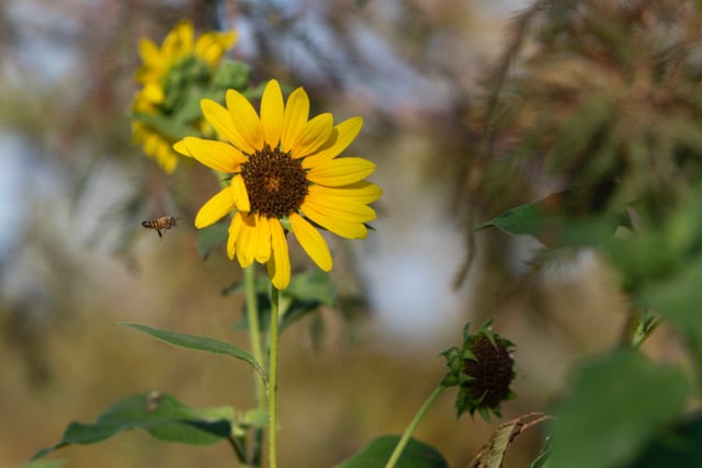 Willow Fork Park, Katy
